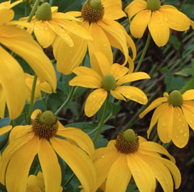 Рудбекия глянцевитая 'Хербстсонн'