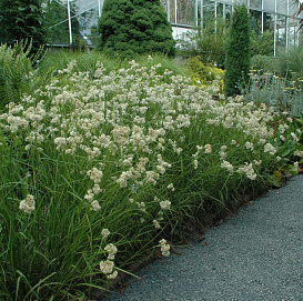 Ожика снежная