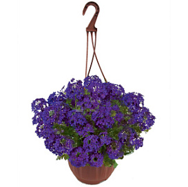 Кашпо пластиковое с вербеной