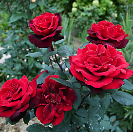 Роза 'Баркароле' (чайно-гибридная) (темно красная)