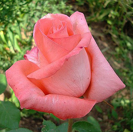 Роза 'Нобилис' (чайно- гибридная) (розовая)