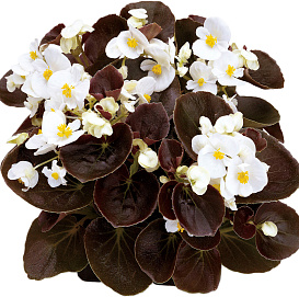 Бегония изящная 'Эрика Бронз Уайт' (белая, темн. лист)