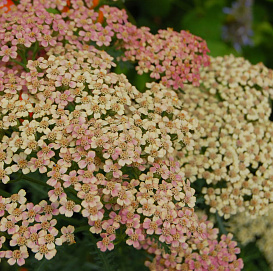 Тысячелистник обыкновенный (парковый) 'Саммер Берриес'