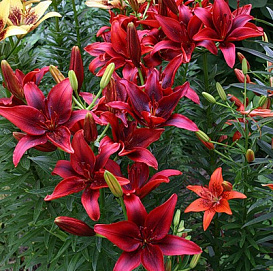 Лилия 'Блек Аут' (вишнево - красная)