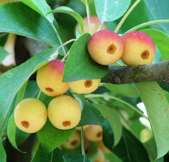 Яблоня китайка (сливолистная)