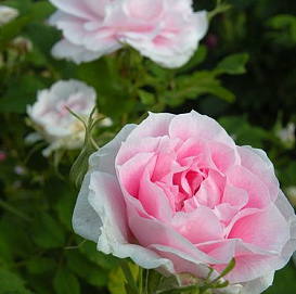 Роза 'Мартин Фробишер' (парковая) (розовая)