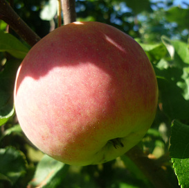 Яблоня домашняя 'Юбилей Москвы'