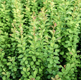 Барбарис Тунберга 'Паувау'