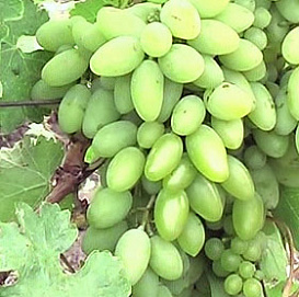 Виноград 'Тимур'