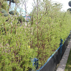 Спирея серая 'Грефшейм' блок живой изгороди