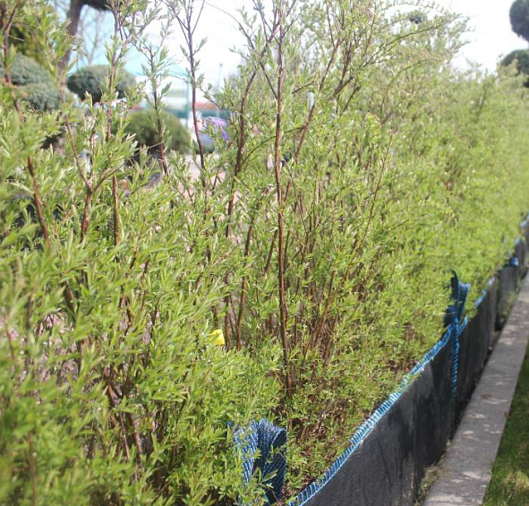 Спирея серая 'Грефшейм' блок живой изгороди