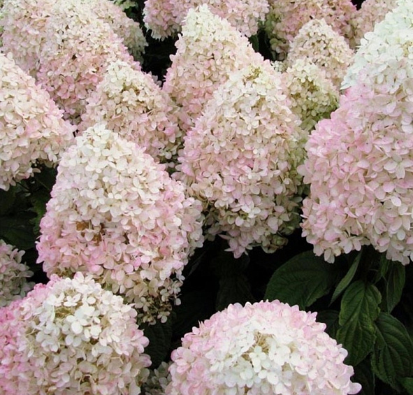Гортензия метельчатая 'Меджикал Свит Саммер'
