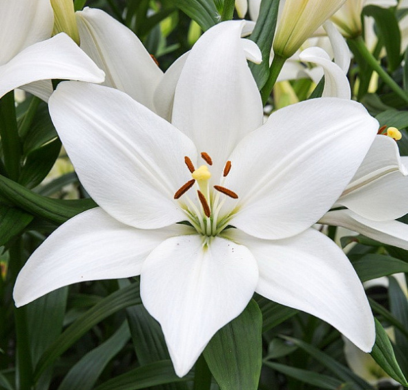 Лилия 'Брайт Диамонд' (белая)
