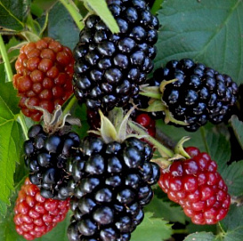 Ежевика 'Лох Несс'