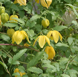 Клематис тангутский