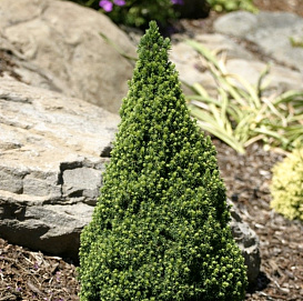 Ель сизая (канадская, белая) 'Цукерхут'