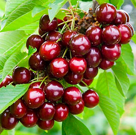 Вишня пирамидальная 'Кудрявая' 