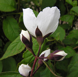 Чубушник 'Старбрайт'