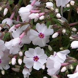 Флокс шиловидный 'Эмейзинг Грейс'