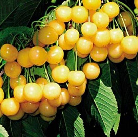 Черешня 'Янтарная'