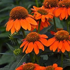 Эхинацея пурпурная 'Адоби Оранж'