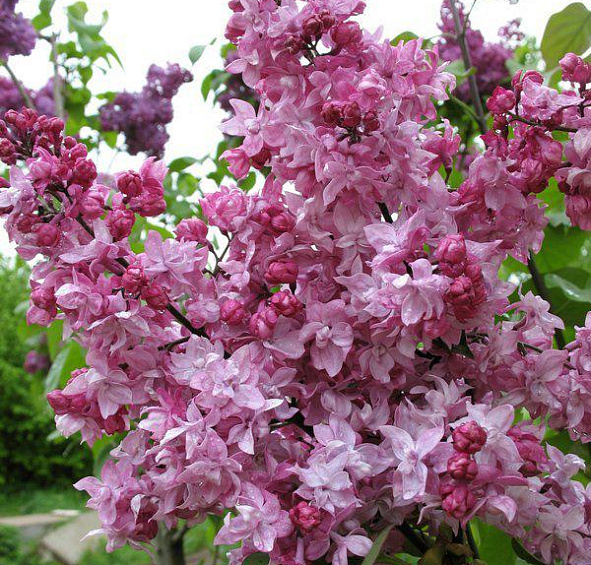 Сирень обыкновенная 'Олимпиада Колесникова' (розово- лиловая)