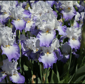 Ирис бородатый 'Ализе'