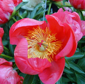 Пион молочноцветковый 'Флэйм' (красный анемоноцветный)