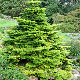 Пихта корейская 'Ауреа'