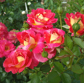 Роза 'Декор Арлекин' (шраб) (желто - розовая)