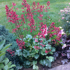 Гейхера гибридная 'Париж'