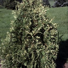 Туя западная (Спотти) 'Сильвер Смарагд'