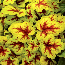 Гейхера гибридная 'Стоплайт'