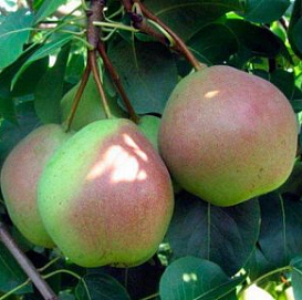 Груша 'Десертная Россошанская'