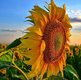 Подсо́лнечник