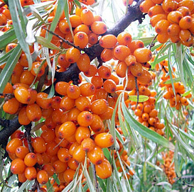 Облепиха 'Превосходная'
