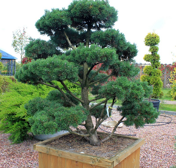 Сосна горная 'Гном' бонсай