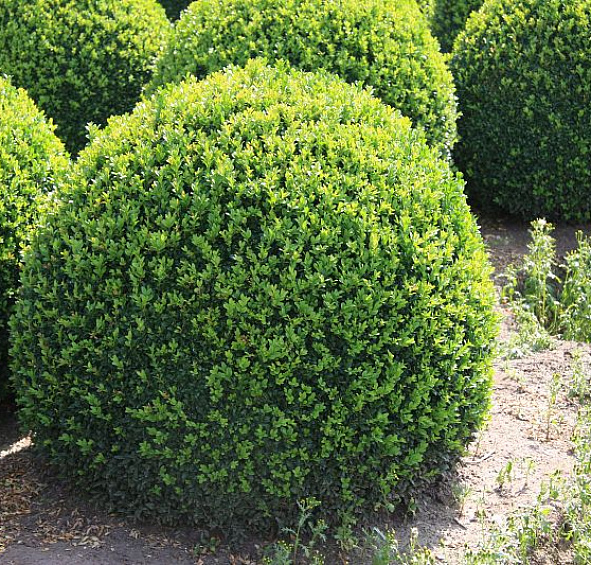 Самшит вечнозеленый