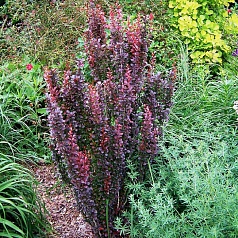 Барбарис Тунберга 'Хелмонд Пиллар'