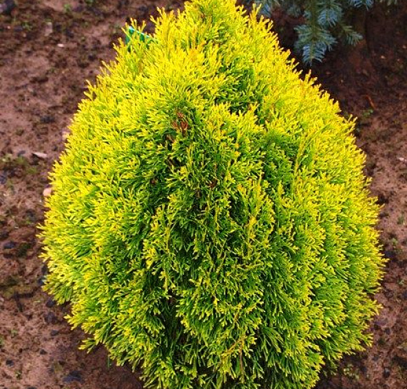 Туя западная 'Филипс Мэджик Момент'