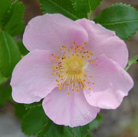 Роза каролинская (шиповник каролинский) (розовая)