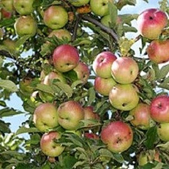 Яблоня колоновидная 'Макинтош Важек'