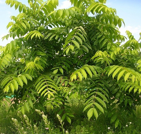 Орех маньчжурский