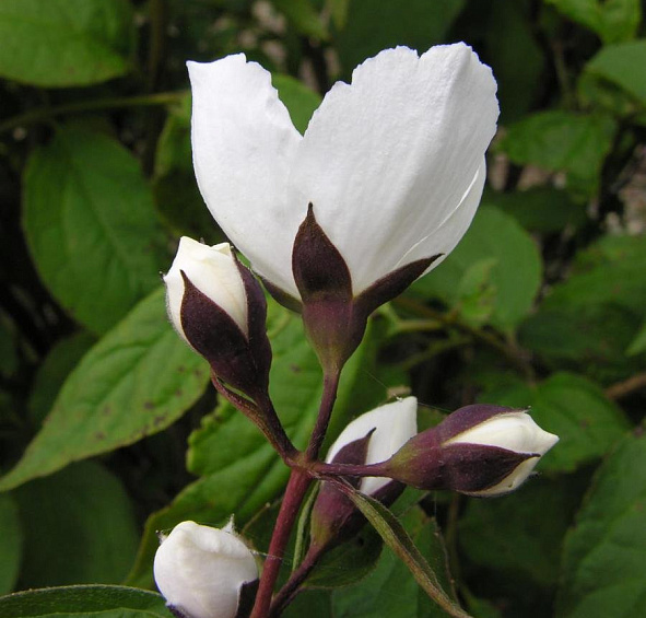 Чубушник 'Старбрайт'