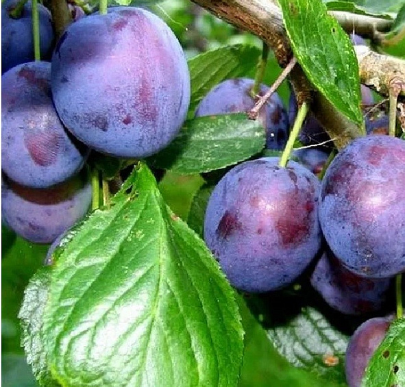 Слива 'Поздняя красавица'