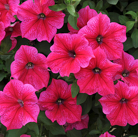 Петуния (сурфиния) гибридная 'Из Ридер Роуз' (тёмно-розовая)