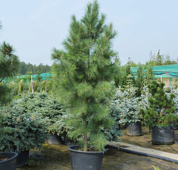 Сосна веймутова 'Фастигиата'