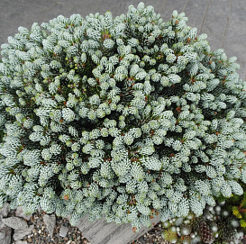 Пихта корейская 'Когоутс Айсбрекер'