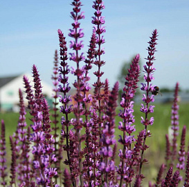 Сальвия дубравная (Шалфей) 'Аметист'