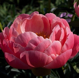 Пион молочноцветковый 'Корал Чарм' (кораловый светлый)